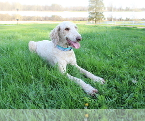 Mother of the Bordoodle puppies born on 05/05/2024