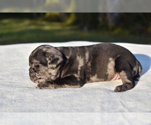 Medium Photo #3 Pug Puppy For Sale in PALM COAST, FL, USA