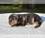 Small #2 Pug