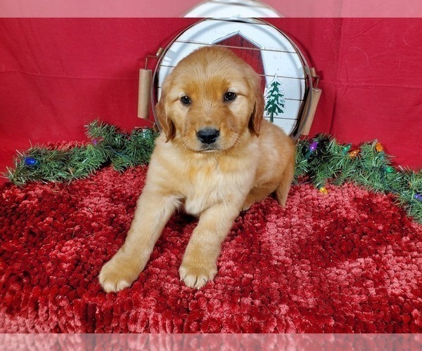 Medium Photo #4 Golden Retriever Puppy For Sale in BLACK FOREST, CO, USA