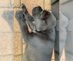 Small Photo #5 Labrador Retriever Puppy For Sale in ALVIN, TX, USA