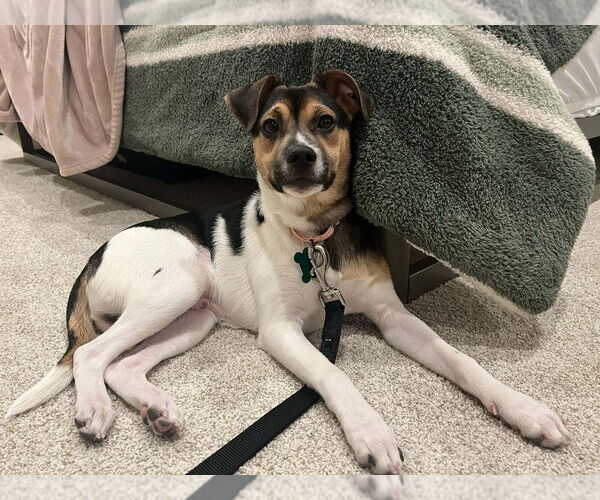 Medium Photo #1 Beagle-Unknown Mix Puppy For Sale in Springdale, PA, USA