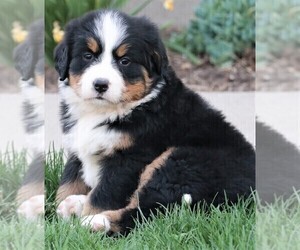 Bernese Mountain Dog Puppy for sale in SYRACUSE, IN, USA