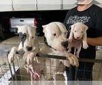 Small Photo #17 Dogo Argentino Puppy For Sale in ARLINGTON, TX, USA