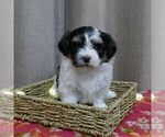 Small Photo #9 Havanese Puppy For Sale in THREE RIVERS, MI, USA