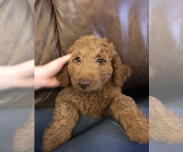 Medium Photo #1 Goldendoodle-Poodle (Standard) Mix Puppy For Sale in PILOT POINT, TX, USA