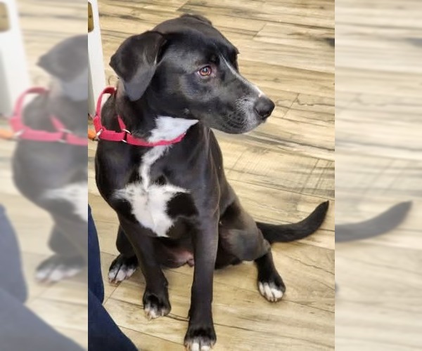 Medium Photo #5 Borador Puppy For Sale in Oakhurst, NJ, USA
