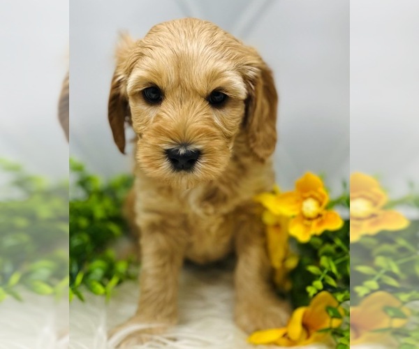 Medium Photo #1 Australian Labradoodle Puppy For Sale in BRUSH PRAIRIE, WA, USA