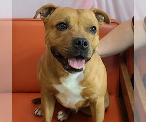 Staffordshire Bull Terrier-Unknown Mix Dogs for adoption in Martinsburg, WV, USA