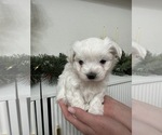 Small #11 Maltese