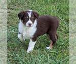 Puppy 4 Miniature Australian Shepherd
