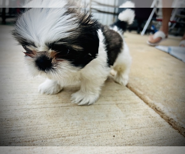 Medium Photo #6 Shih Tzu Puppy For Sale in MOORESVILLE, NC, USA