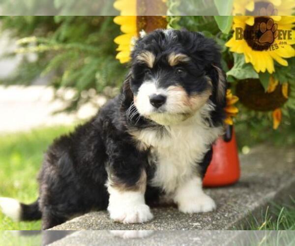 Medium Photo #6 Miniature Bernedoodle Puppy For Sale in MILLERSBURG, OH, USA