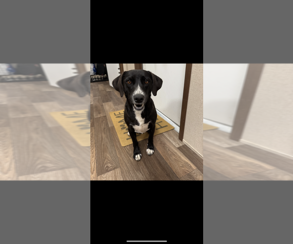 Medium Photo #3 Labrador Retriever-Unknown Mix Puppy For Sale in Boston, MA, USA