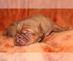 Small Photo #4 Dogue de Bordeaux Puppy For Sale in ANDOVER, CT, USA
