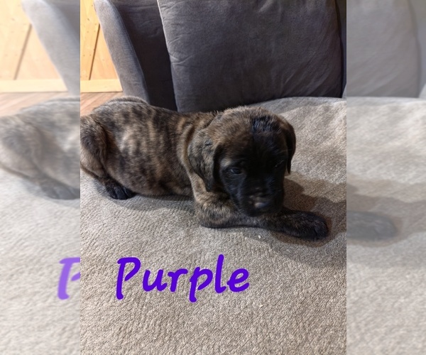 Medium Photo #6 Mastiff Puppy For Sale in WALNUT COVE, NC, USA
