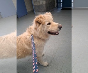 Medium Great Pyrenees Mix