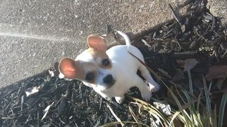 Chihuahua Puppy for sale in BOWLING GREEN, KY, USA