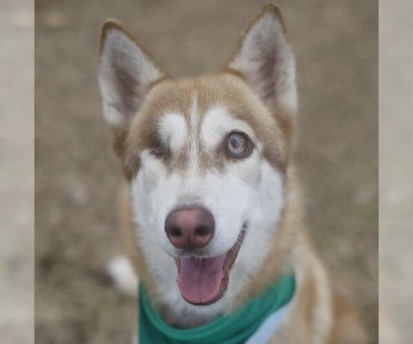 Medium Photo #1 Siberian Husky-Unknown Mix Puppy For Sale in San Antonio, TX, USA