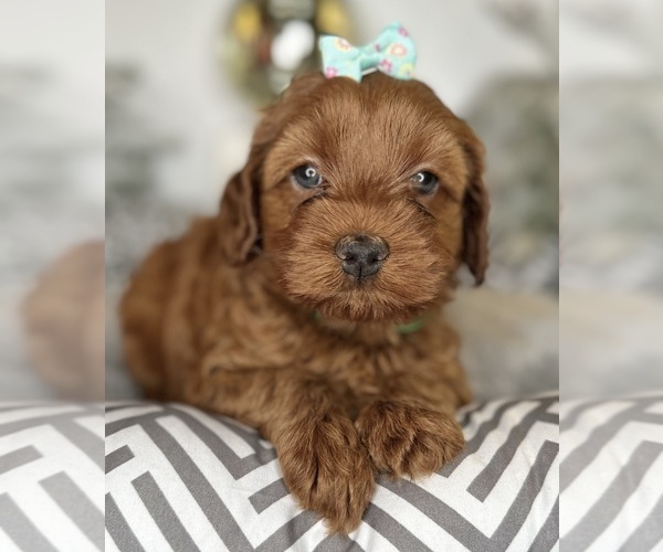 Medium Photo #5 Australian Labradoodle-Goldendoodle Mix Puppy For Sale in BAKERSFIELD, CA, USA