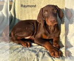 Small Photo #1 Doberman Pinscher Puppy For Sale in POMEROY, OH, USA