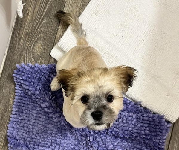 Medium Photo #1 Mal-Shi Puppy For Sale in DEER PARK, TX, USA