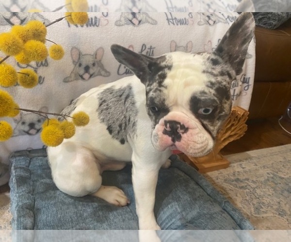 Medium Photo #1 French Bulldog Puppy For Sale in VILLA RICA, GA, USA