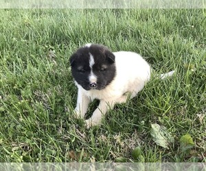 Akita Puppy for sale in MOUNT SIDNEY, VA, USA