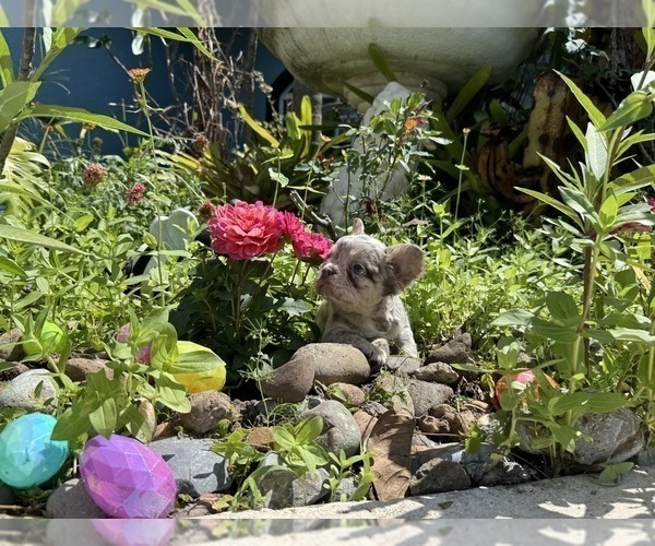 Medium Photo #22 French Bulldog Puppy For Sale in LEHIGH ACRES, FL, USA