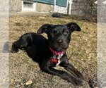 Small Photo #8 Labrador Retriever-Unknown Mix Puppy For Sale in Boston, MA, USA