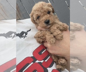 Medium Goldendoodle mix (+ Poodle Miniature)