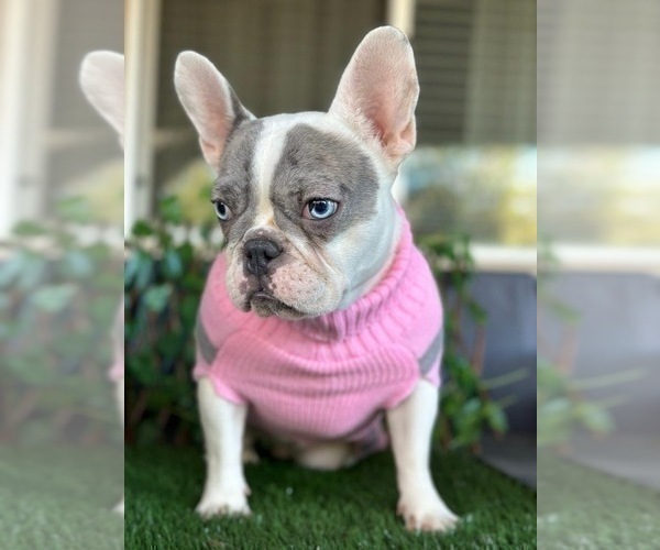 Medium Photo #1 French Bulldog Puppy For Sale in SACRAMENTO, CA, USA