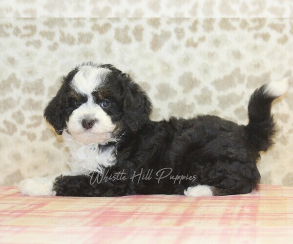 Medium Photo #2 Miniature Bernedoodle Puppy For Sale in DENVER, PA, USA