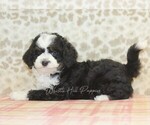 Small #1 Miniature Bernedoodle