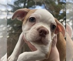 Small Photo #1 Boston Terrier Puppy For Sale in COVENTRY, RI, USA