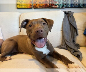 Chocolate Labrador retriever-Unknown Mix Dogs for adoption in Rockaway, NJ, USA