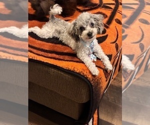 Father of the YorkiePoo puppies born on 09/16/2025