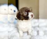Small #1 Labradoodle