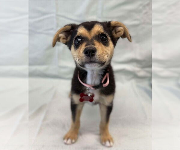 Medium Photo #1 German Shepherd Dog-Unknown Mix Puppy For Sale in Lakewood, CO, USA