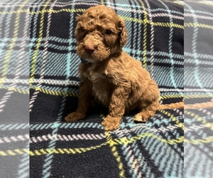 Labradoodle Puppy for sale in SALUDA, NC, USA