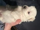 Small Photo #10 Coton de Tulear Puppy For Sale in KAYSVILLE, UT, USA