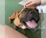 Small #1 French Bulldog