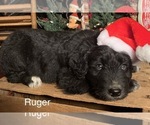 Small Photo #16 F2 Aussiedoodle Puppy For Sale in ARBA, IN, USA