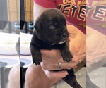 Puppy Light Pink Cane Corso