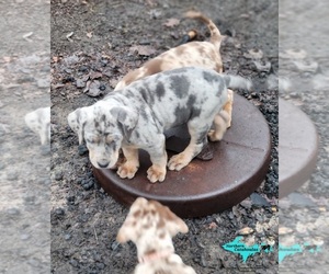 Catahoula Leopard Dog Puppy for sale in MORAN, MI, USA