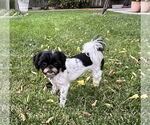 Small #5 Shih Tzu