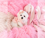 Hand Delivery - Female Maltese Puppy for Sale - Photo #3