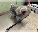 Small Miniature Schnauzer Mix