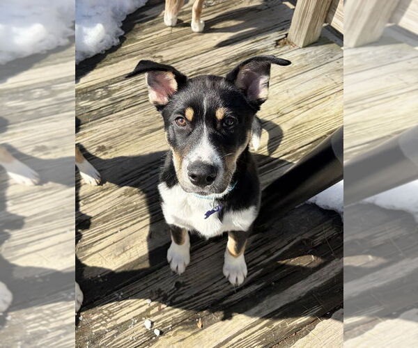 Medium Photo #7 Alaskan Malamute-Unknown Mix Puppy For Sale in Oak Bluffs, MA, USA