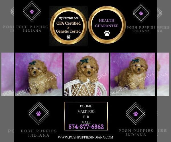 Medium Photo #13 Maltipoo (Miniature) Puppy For Sale in WARSAW, IN, USA